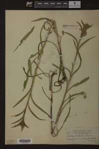 Solidago riddellii image
