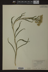 Solidago riddellii image