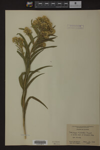 Solidago riddellii image