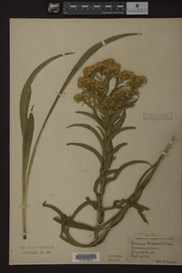 Solidago riddellii image