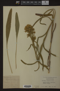 Solidago riddellii image