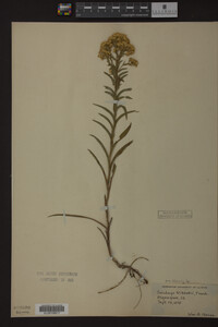 Solidago riddellii image