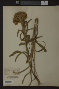 Solidago riddellii image