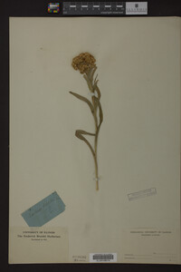 Solidago riddellii image