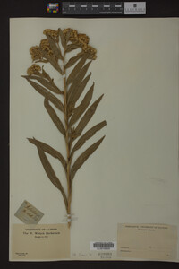 Solidago riddellii image
