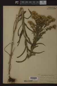 Solidago riddellii image