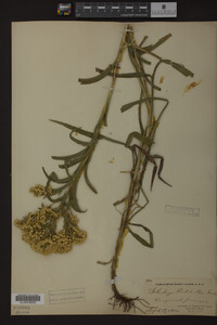 Solidago riddellii image