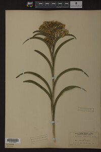 Solidago riddellii image