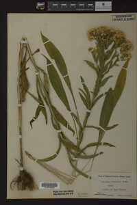 Solidago riddellii image