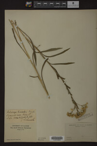 Solidago riddellii image