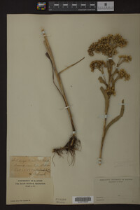 Solidago riddellii image