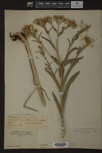 Solidago riddellii image