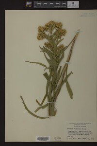 Solidago riddellii image