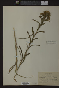Solidago riddellii image