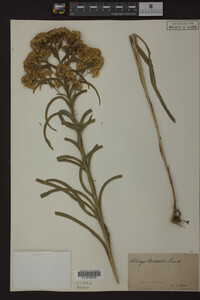 Solidago riddellii image