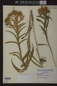 Solidago riddellii image