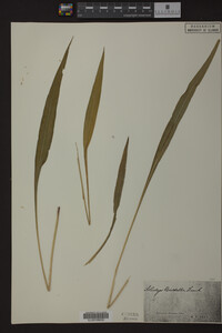 Solidago riddellii image