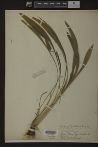 Solidago riddellii image