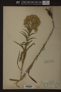 Solidago riddellii image