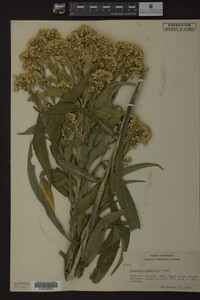 Solidago riddellii image