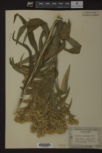 Solidago riddellii image