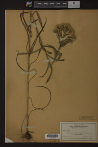 Solidago riddellii image