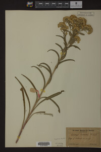 Solidago riddellii image