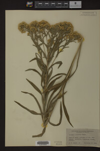 Solidago riddellii image