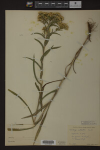 Solidago riddellii image