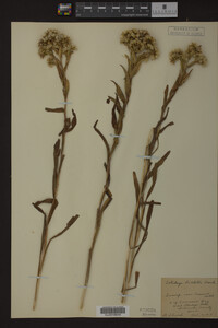 Solidago riddellii image