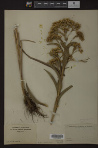 Solidago riddellii image
