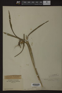 Solidago riddellii image
