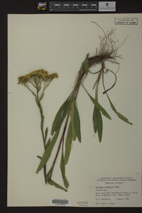 Solidago riddellii image