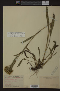 Solidago riddellii image