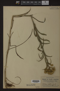 Solidago riddellii image