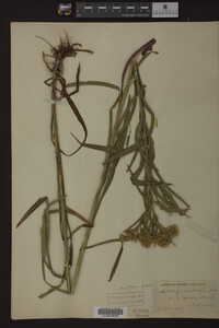 Solidago riddellii image