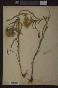 Solidago riddellii image