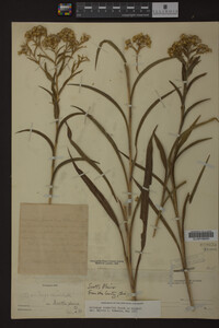Solidago riddellii image