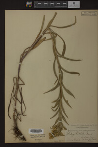 Solidago riddellii image