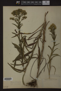Solidago riddellii image