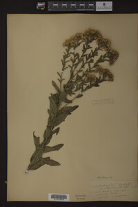 Solidago rigida image