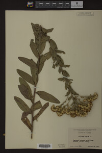Image Associated With the Occurrence
