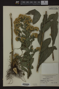 Solidago rigida image