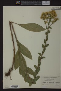 Solidago rigida image