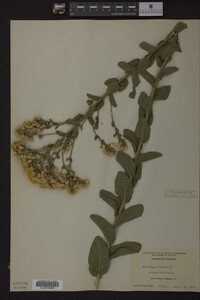 Solidago rigida image