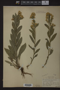 Solidago rigida image
