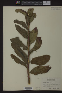 Solidago rigida image