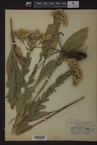 Solidago rigida image