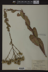 Solidago rigida image