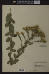 Image Associated With the Occurrence
